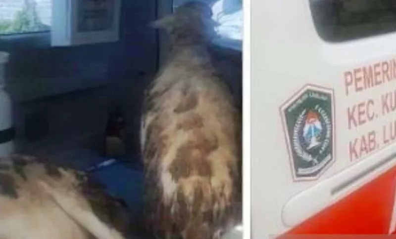 Ada-ada Saja, di Lumajang, Ambulan Digunakan Mengangkut Kambing
