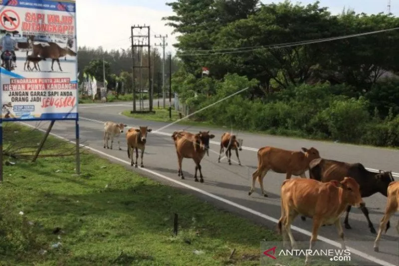 Sapi Liar Ancam Pengguna Jalan di Aceh