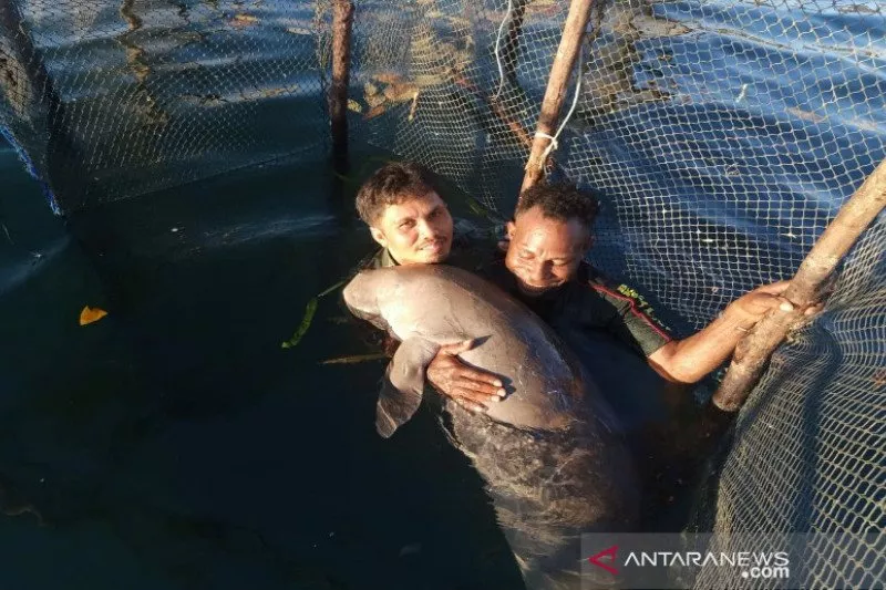 Seekor Ikan Duyung Dievakuasi oleh BKSDA Sultra
