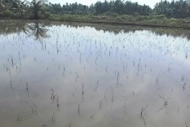 Banjir di Aceh Utara Rugikan Petani hingga Rp 42,3 Miliar