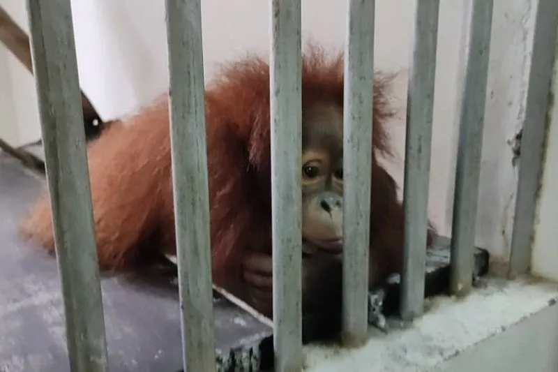 Orang Utan di NWRC Direpatriasi ke Indonesia