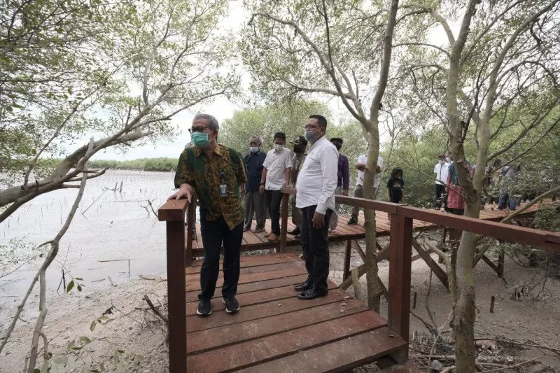 Gresik Kini Punya Wisata Jelajah Mangrove Sepanjang 1,5 KM