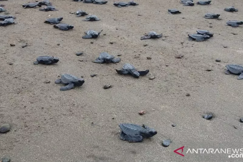 Enam Penyu Penjelajah Dunia Bertelur di Raja Ampat