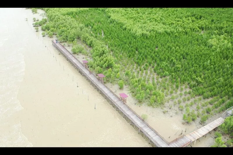 93 Negara di Dunia Jadikan Mangrove sebagai Destinasi Wisata