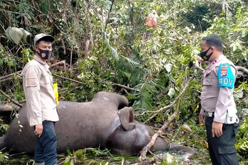Gajah Liar Aceh Ditemukan Mati di Perkebunan