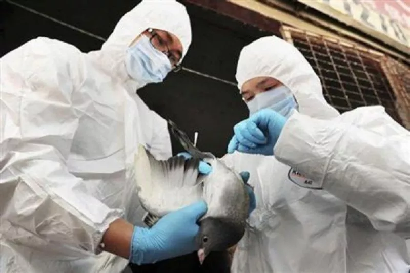 Flu Burung Ditemukan di Jerman, 62 Ribu Unggans Dimusnahkan