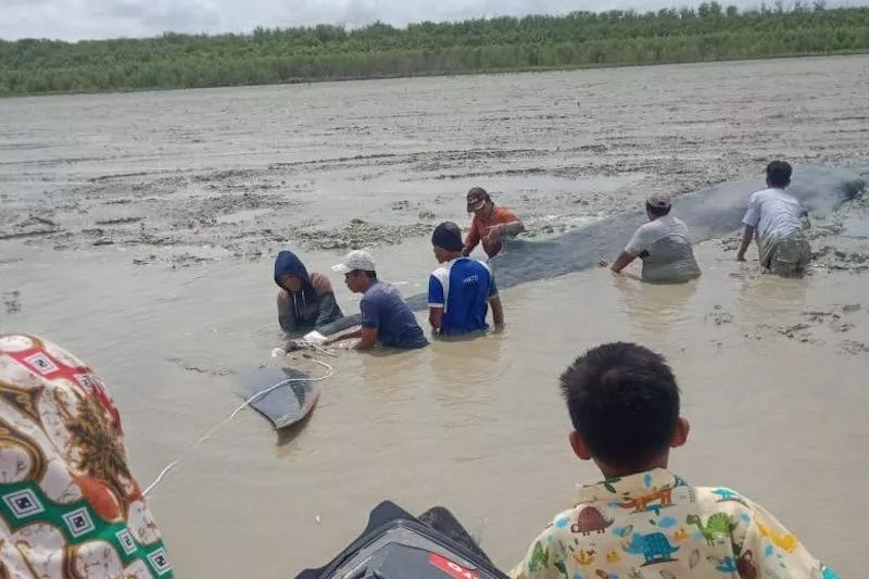 Paus Terdampar di Ogan Komering Ilir Diselamatkan Nelayan