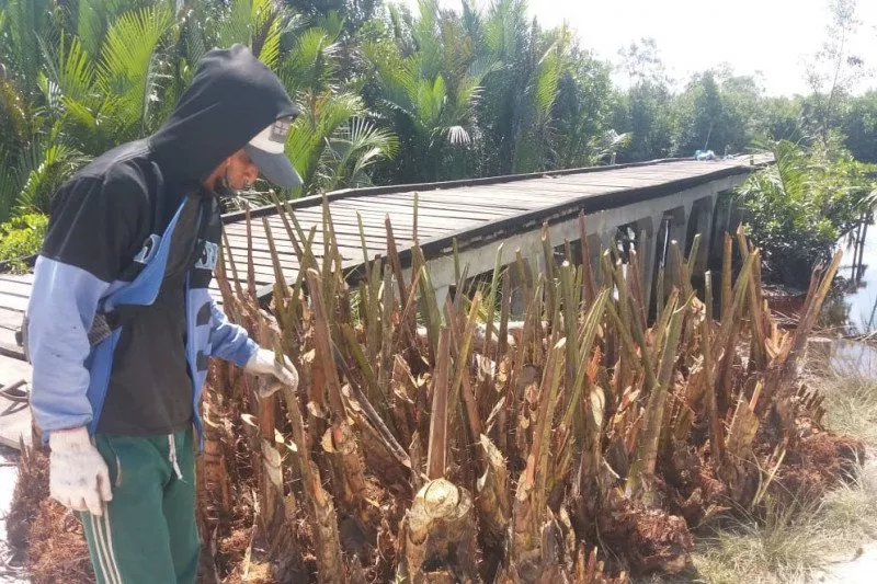 Sagu Mengandung Antioksidan Tinggi Tangkal Covid-19