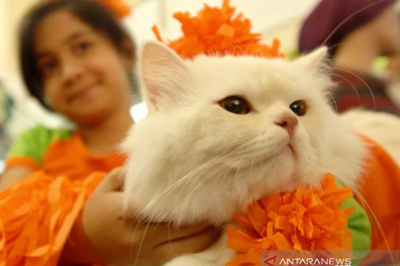 Warga Kalideres yang Membunuh Kucing dan Merebusnya juga Bunuh Anjing