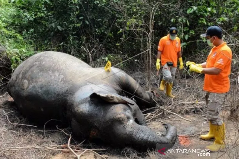 Gajah Liar Ditemukan Mati di Aceh Jaya