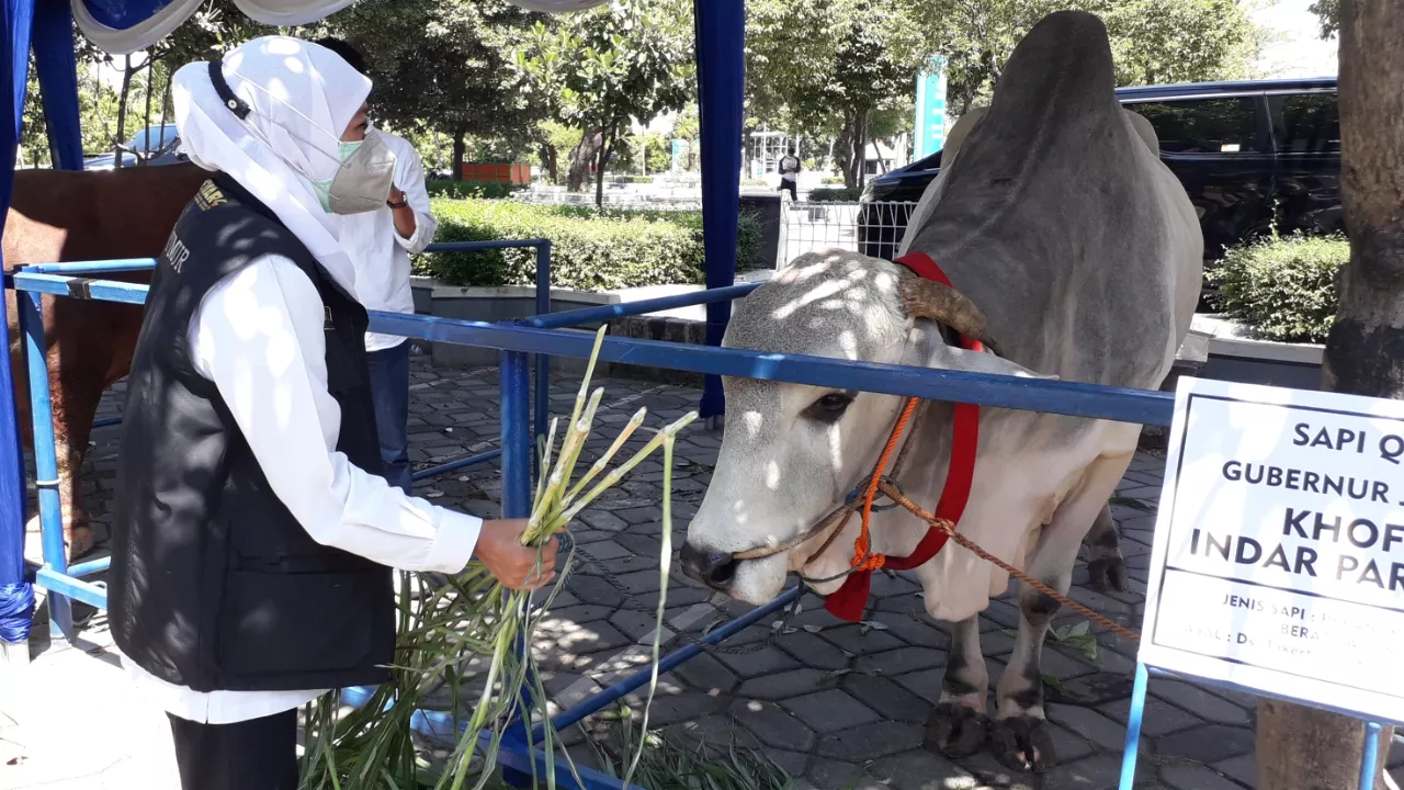 Khofifah Qurban Sapi Berasal dari Peternak Lamongan