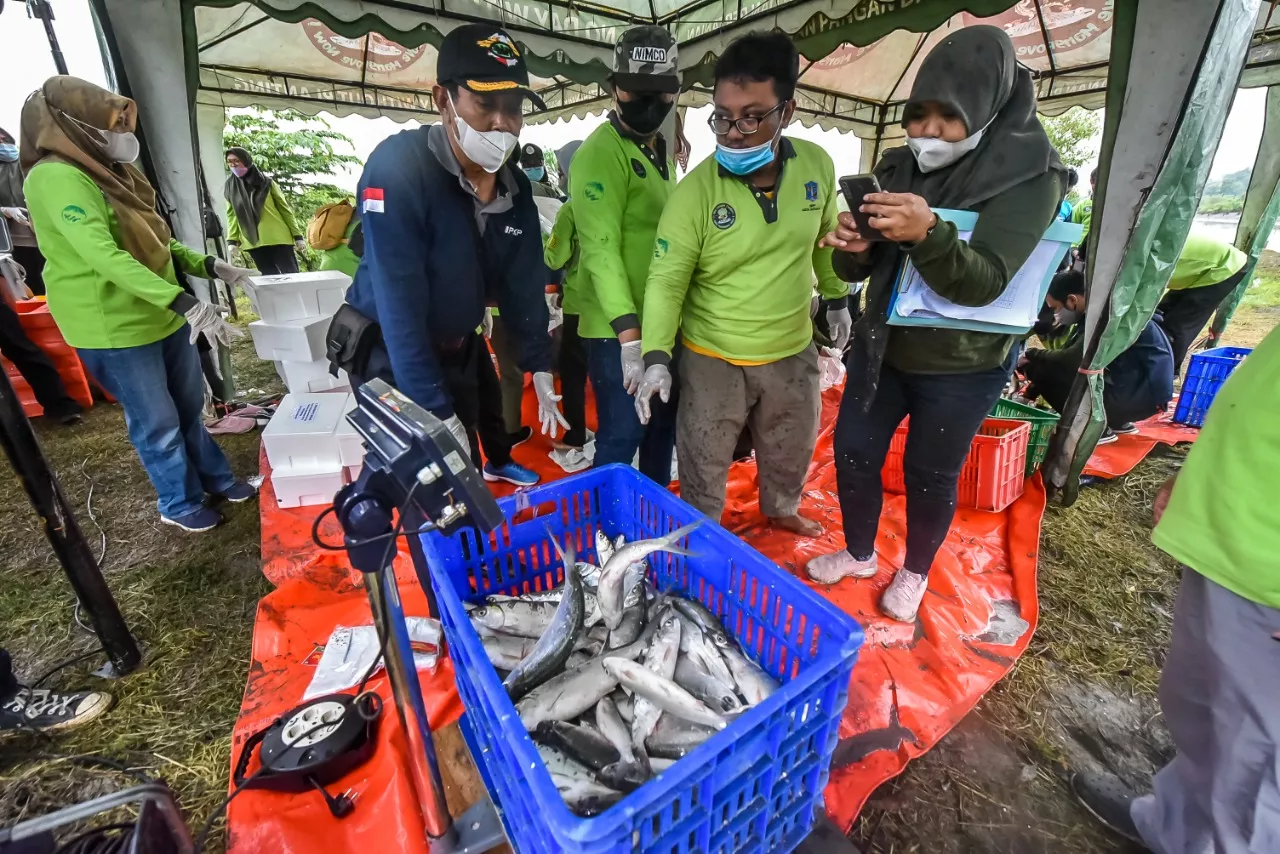 DKPP Surabaya Bagikan Hasil Panen Bandeng Ke Warga MBR