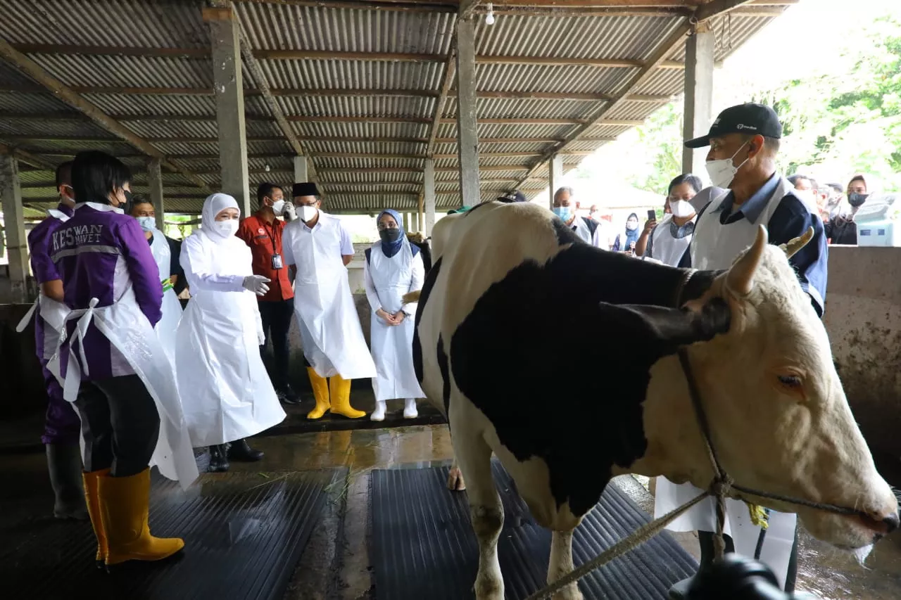Gubernur Khofifah Kawal dan Pantau Distribusi Vaksin PMK di Jatim