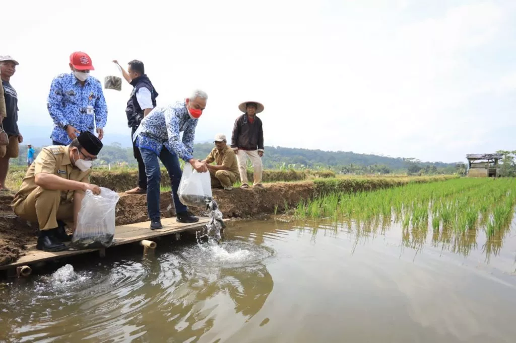 Petani Banyumas Kembangkan Mina Padi, Penghasilan Naik Jadi Rp50 Juta