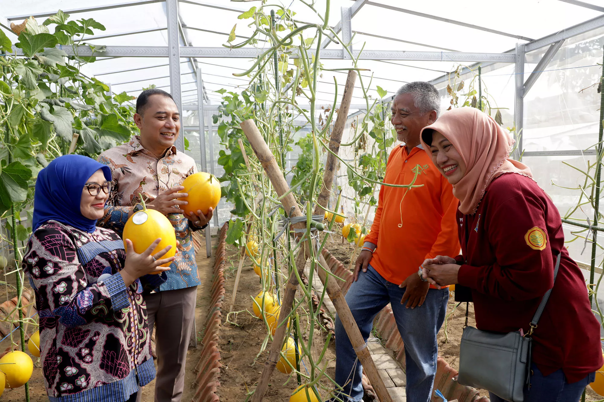 Wali Kota Eri Panen Ratusan Golden Melon dan Sayur bersama Kelompok Tani Kosagrha Lestari