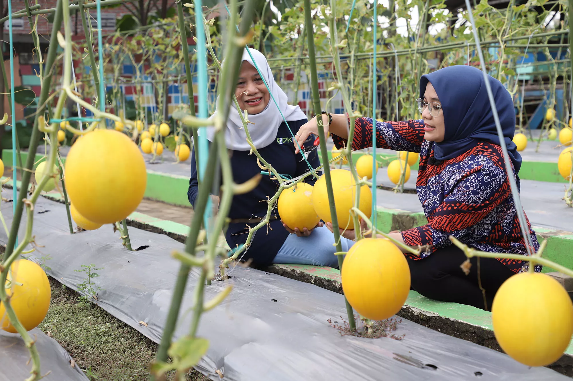 Budidaya Melon Emas untuk Program Padat Karya dan Ketahanan Pangan