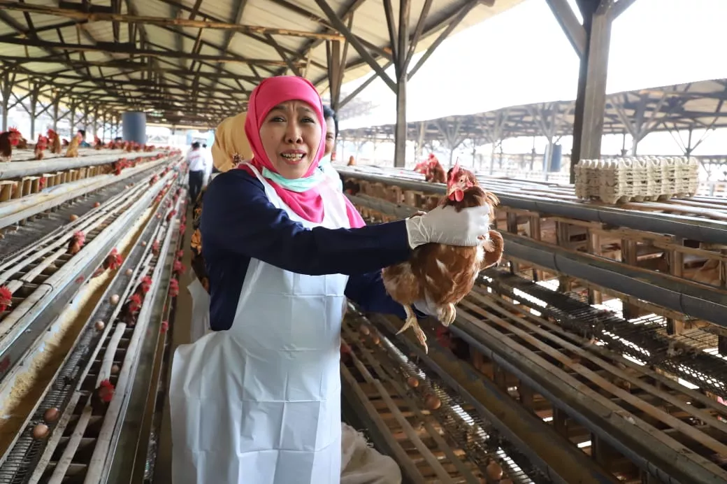 Populasi Sapi Potong, Sapi Perah dan Ayam Petelur Jatim Tertinggi Nasional