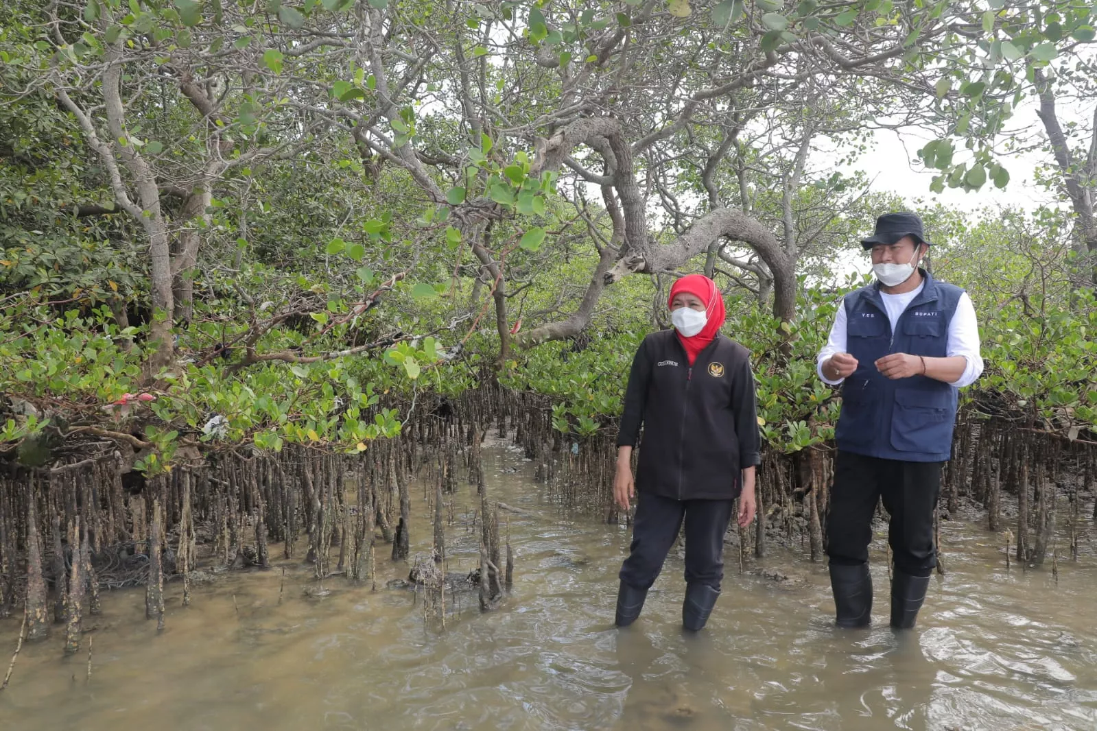 Hutan Mangrove Jatim Terluas di Pulau Jawa dengan Total 27.221 Hektar