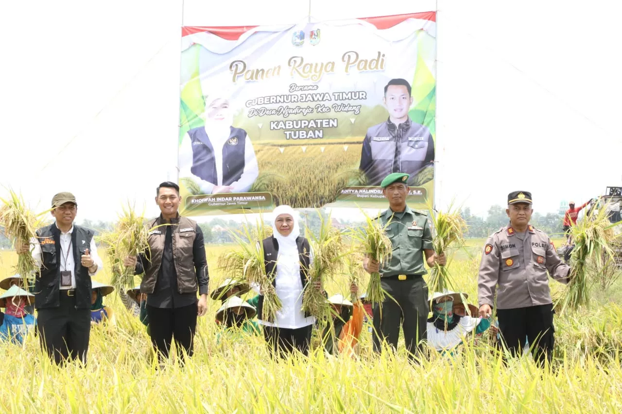 Padi Inpari 32 HDB, Varietas Unggul yang Tahan Penyakit Hawar Daun Bakteri