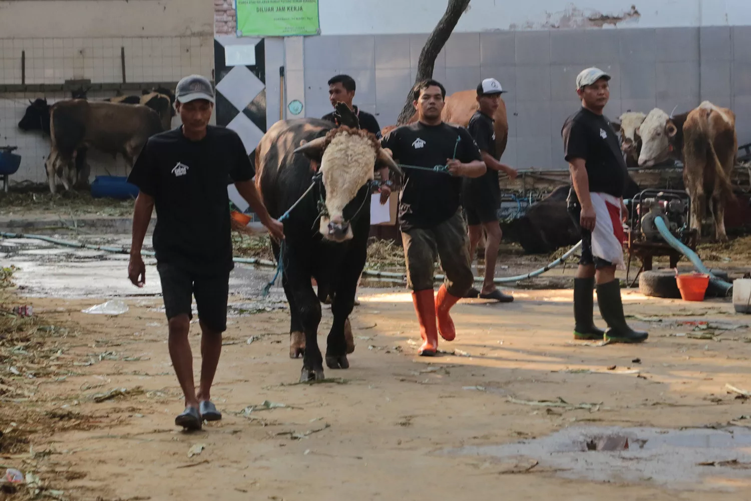 Pemkot Surabaya Imbau Masyarakat Tidak Buang Limbah Rumen Hewan Kurban Sembarangan