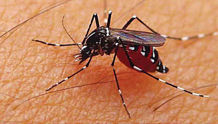 Pemkot Surabaya Perketat Antisipasi Chikungunya dan DBD, Dinkes Gandeng ITD UNAIR