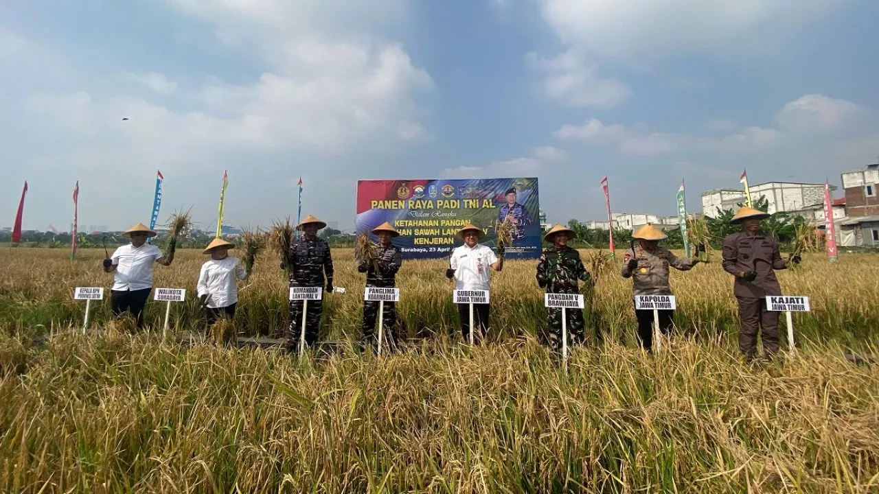 Kolaborasi TNI AL dan Pemkot Surabaya Wujudkan Ketahanan Pangan Lewat Panen Raya Serentak