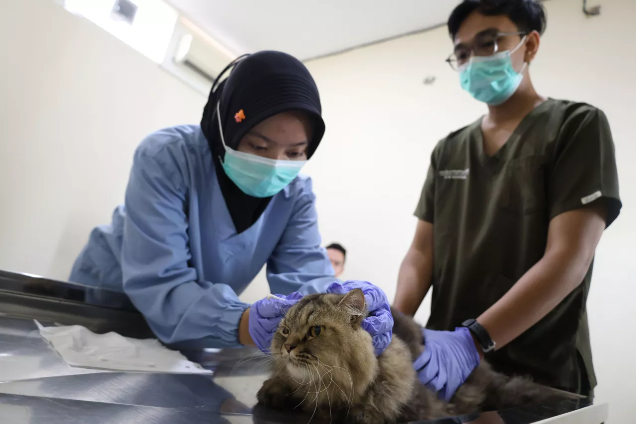 Pemkot Surabaya Siapkan Program Steril Gratis Kucing Lokal bagi Warga