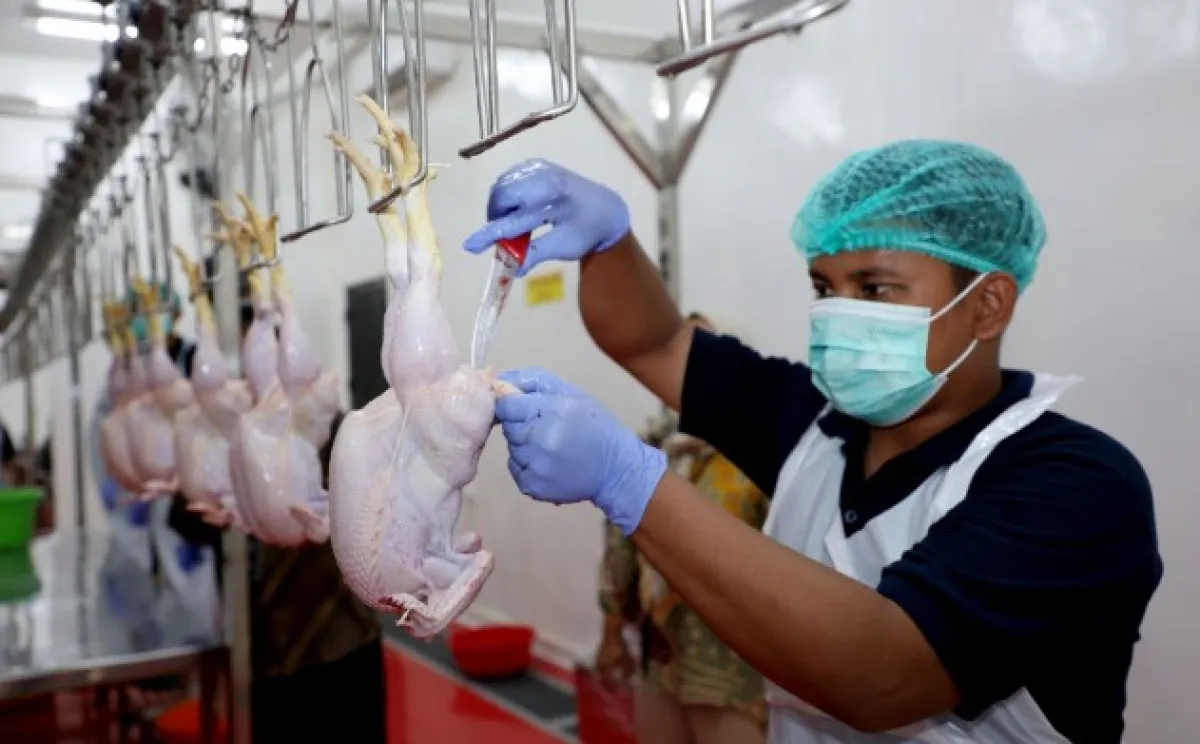 RPHU Lakarsantri Jadi Alternatif Usaha Pemotongan Unggas Bratang Gede